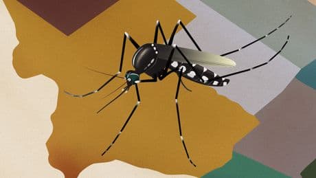 The US is on the verge of a mosquito-borne disease crisis