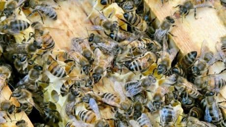 Honig aus dem Garten: Nicht nur an Honig denken: Kritik am privaten Bienen-Boom