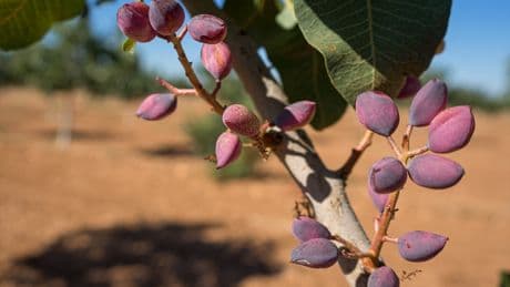La revolución del cultivo de pistacho se gesta en España: &quot;Hemos reducido el tiempo de entrada en producción a 3 años&quot;