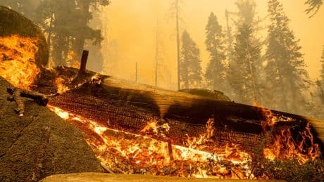 Wildfire tears through grove of ancient giant trees in California’s Sierra National Forest
