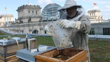 Imker auf dem Dach des Bundestags: Die Bienen auf dem Parlament