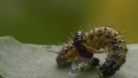 Horrific wasps use other bodies like ‘real life alien movie’ parasites