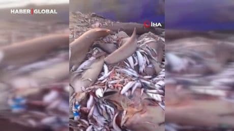 Yer yine Mersin: Bu kez 8 köpekbalığı ağlara takıldı