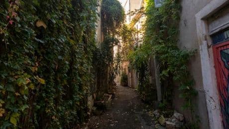 A Nîmes, les façades végétalisées gagnent du terrain pour rafraîchir la ville