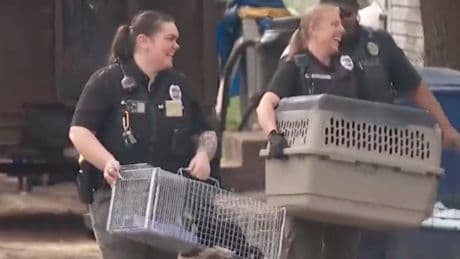 More than 150 dogs living in ‘extremely poor’ condition rescued from single home in Utah