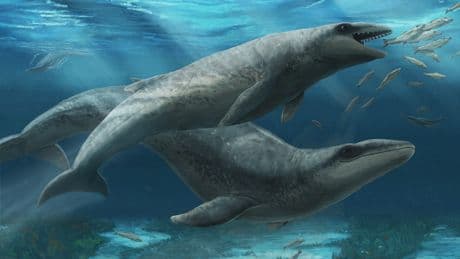 Prehistoric whale with razor-sharp teeth and tennis ball-sized eyes discovered off Australia