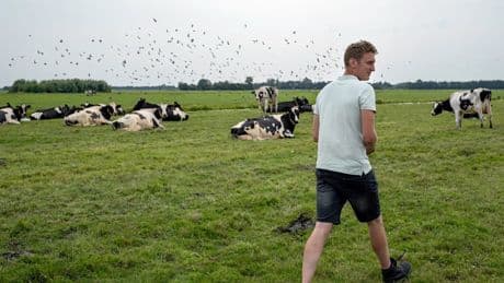 ‘Als je goed voor trekvogels zoals de grutto zorgt, komen ze elk jaar terug’
