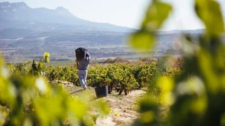 Vinos de Jumilla: sorprendentes, frescos, de especiales atributos y sobre todo fieles a su esencia