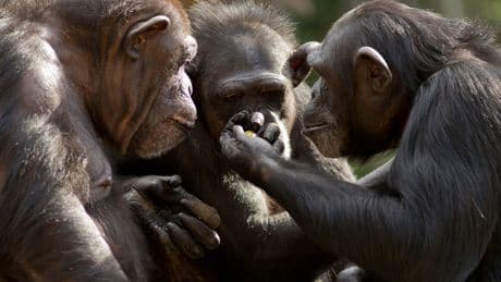 The unique human body part that evolution cannot explain