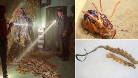 The real 'zombie' fungus behind The Last Of Us - and is it an actual threat?