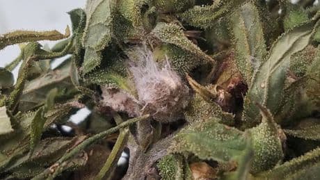 What is Fusarium graminearum, the fungus U.S. authorities say was smuggled in from China?