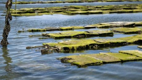 Algues vertes en Bretagne : un fléau agricole qui menace l’ostréiculture
