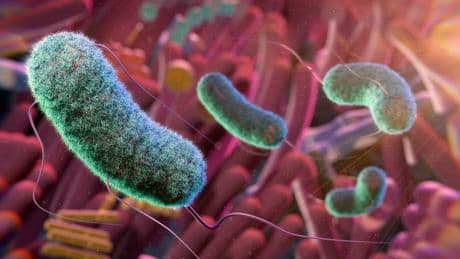 Descubierto un ‘sexto sentido’ en el intestino que ayuda a regular el apetito
