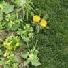 Hoe ban je onkruid voorgoed uit je tuin? “Maai het gras zeker nooit korter dan dit”