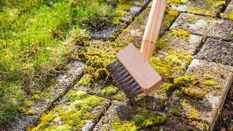 Gartentipps: Moosfreie Pflastersteine – diese drei Methoden helfen wirklich