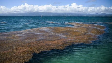 Comment satellites et modélisation aident à lutter contre les sargasses aux Antilles
