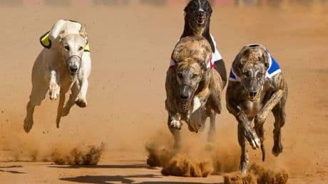Greyhound racing set for total ban in Scotland after ministers back MSP's bill