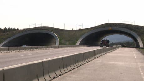 New wildlife overpass in Kananaskis Country named after former Alberta premier