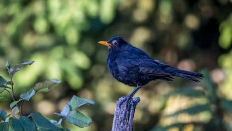 Forcalquier: le 26e championnat d'Europe d'imitation du chant des oiseaux se tiendra ce samedi