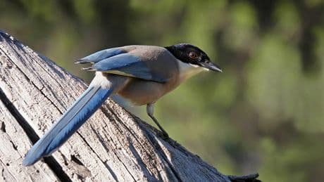 Rabilargo ibérico, el peculiar pájaro que está aterrorizando a los vecinos de Linares: practican la cría colectiva