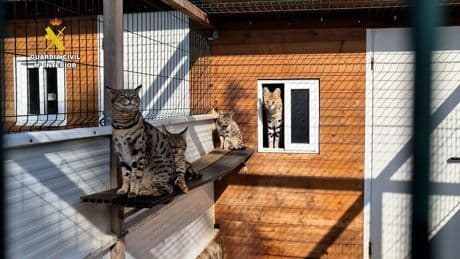 Entre heces, llenos de insectos y desnutridos: investigado un hombre en Tenerife por el abandono de perros, gatos y conejos
