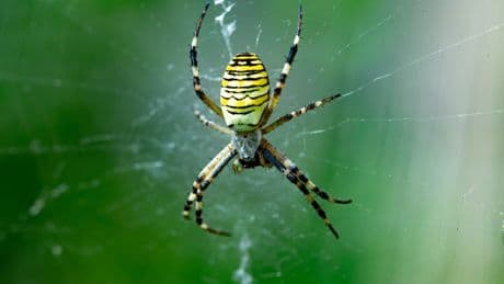 Giant WASP SPIDER that can camouflage itself is discovered in UK as species slowly spreads across nation