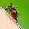 Dengue fever is heading for Britain: Scientists warn mosquito-borne illness could spread to major UK cities thanks to climate change