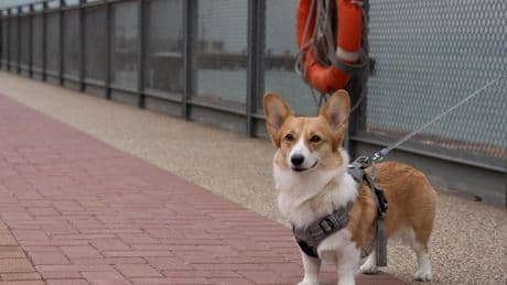 Animaux : les eurodéputés adoptent des règles pour le bien-être des chats et des chiens