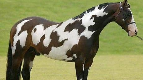 Only people with high IQ can spot TWO horses in under 10 seconds in optical illusion