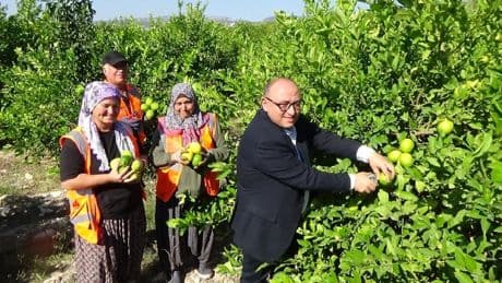 Saksıda bile yetişiyor, sabah erkenden toplanıyor! Tarlada 6 TL’den satılıyor markette 40 TL’yi buluyor! Üretici dertli