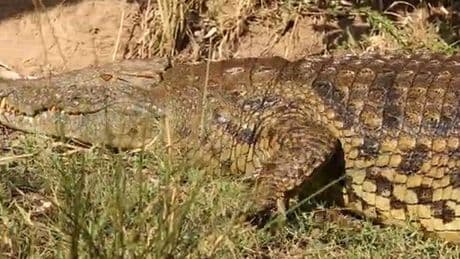 Dad screams as he's dragged to his death by crocodile after ignoring warning signs