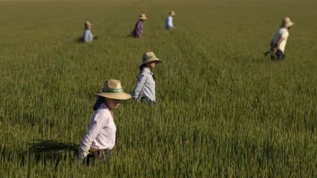 Arsénico en el arroz: cómo el cambio climático afectará a un alimento clave de la dieta mundial