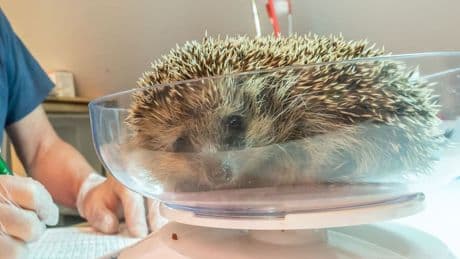 Von Mähroboter verstümmelt - Dreibeinige Ingrid in Igel-Reha