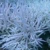 Australie : comment sauver la Grande Barrière de corail ?