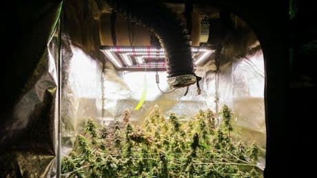 Cannabis-Legalisierung: Zehn Hamburger Vereinigungen bauen Cannabis an
