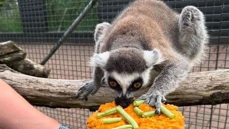World's oldest lemur dies in Scotland aged 39 just months after milestone birthday