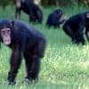 "C'est beaucoup plus équilibré que ce qu'on pensait" : contrairement aux idées reçues, chez les primates, les mâles ne sont pas toujours dominants