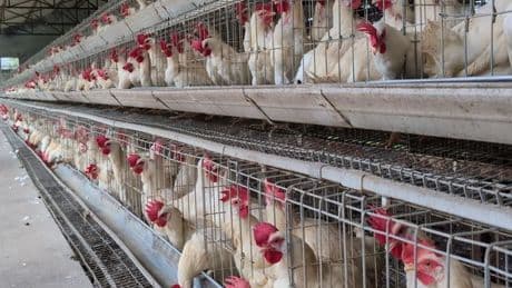 'Cruel' animal welfare practices 'could be imported to UK due to new trade deal'