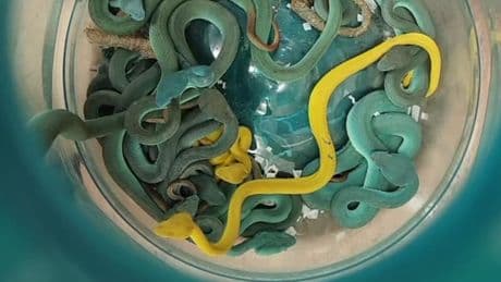 Des serpents dissimulés dans ses bagages: un homme arrêté à l'aéroport de Bombay en Inde avec une quarantaine de vipères