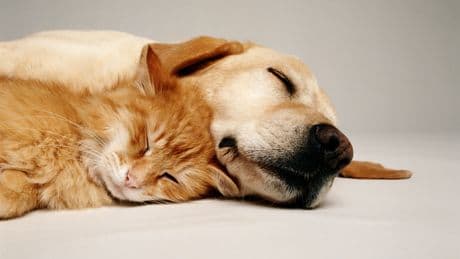Tierisch beliebt: Diese Namen dominierten 2024 bei Hunden und Katzen