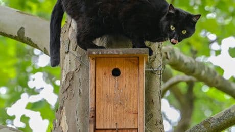 Wie kann man Katzen aus dem Garten verjagen?