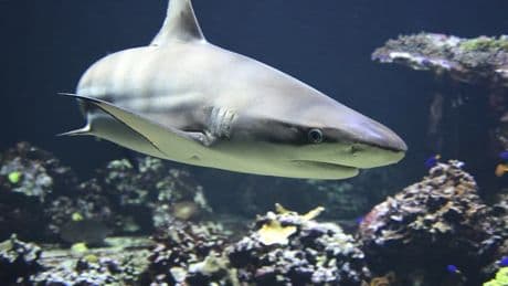"Des blessures profondes": un enfant de 7 ans mordu par un requin en Polynésie française