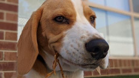 The Cute Reason Dogs Love Digging In The Bin (And How To Stop It)