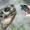 Reusachtige Galapagos-schildpad viert 135ste verjaardag en zijn eerste Vaderdag
