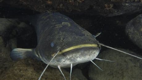 Schweizer Angler holen rekordverdächtigen Wels aus dem Wasser