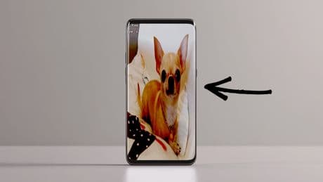 Gut versteckt: Haben Sie auch diesen Hund auf dem Handy?