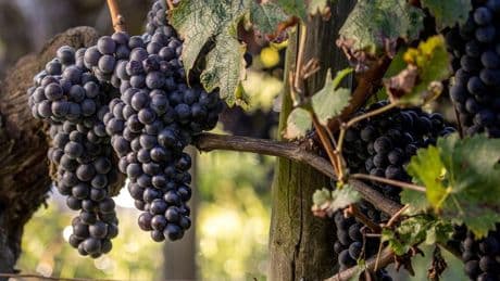 Bordeaux Wine Vintage 2024  – Varied, Challenging, Aromatic, Precise