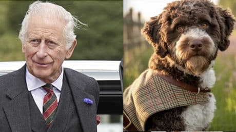 Re Carlo lancia i cappotti in tweed per cani. Ecco quanto costano