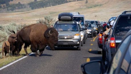 Idaho police release the names of 6 tourists killed in Yellowstone crash