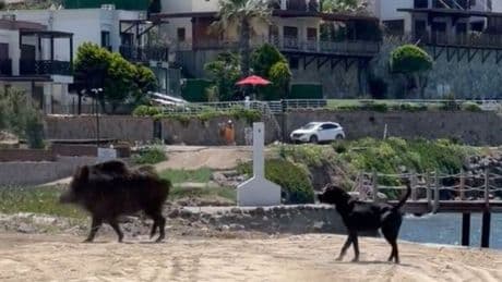 Belediyelerin asli sorunları ne olacak?